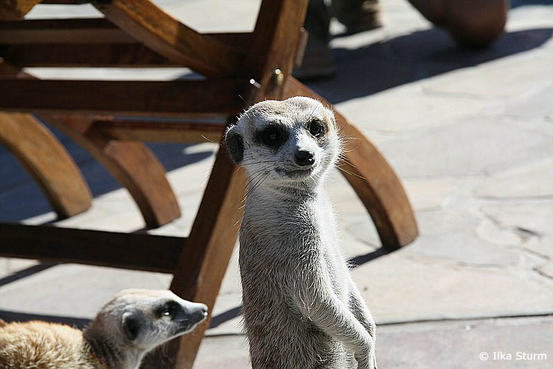Erdmännchen