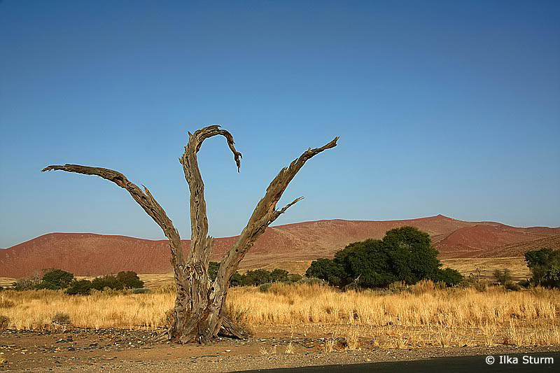 Sossusvlei