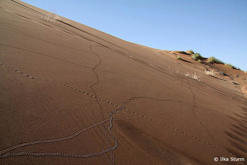 Sossusvlei
