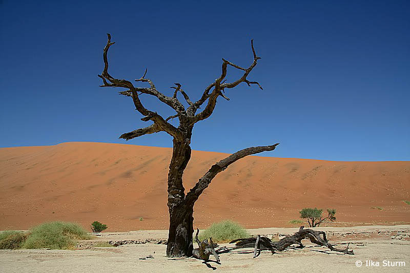 Dead Vlei