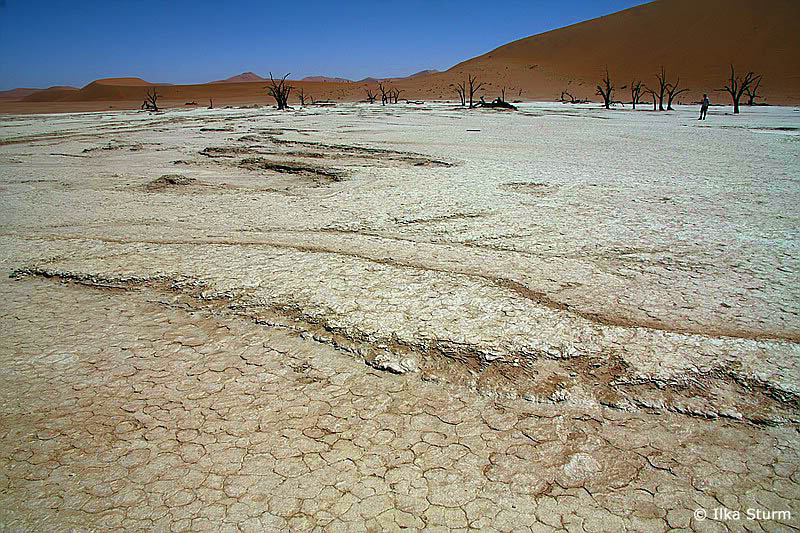Dead Vlei