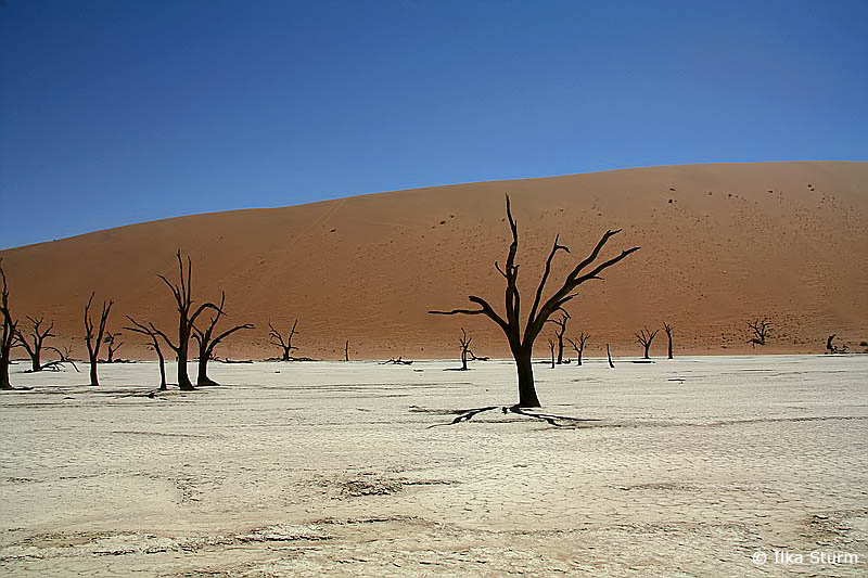 Dead Vlei