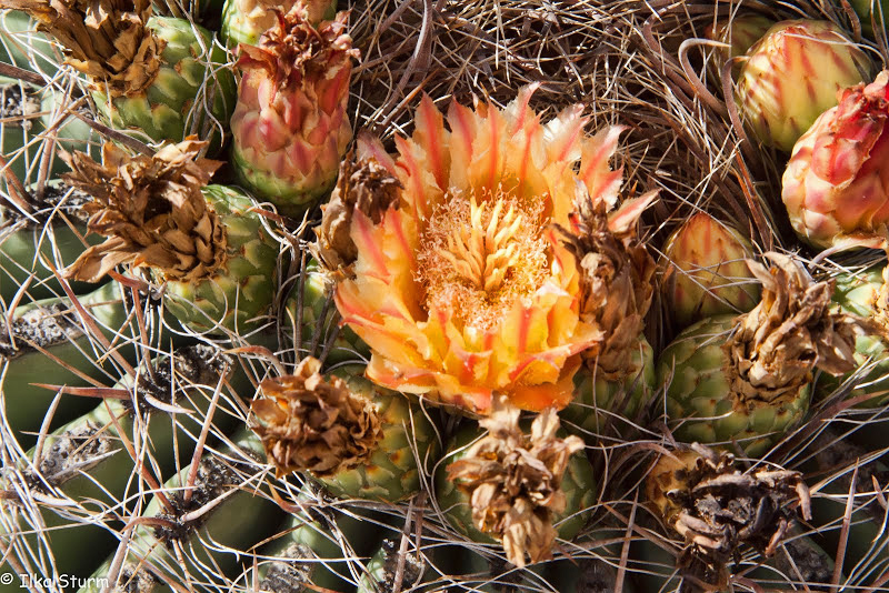 Arizona Sonora Desert Museum