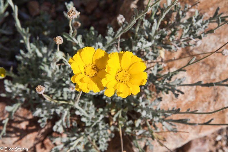 Arizona Sonora Desert Museum