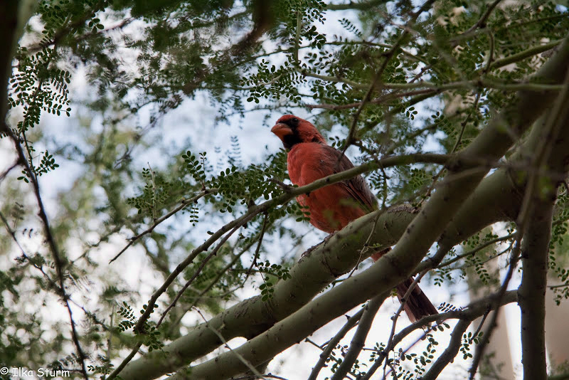Arizona Sonora Desert Museum