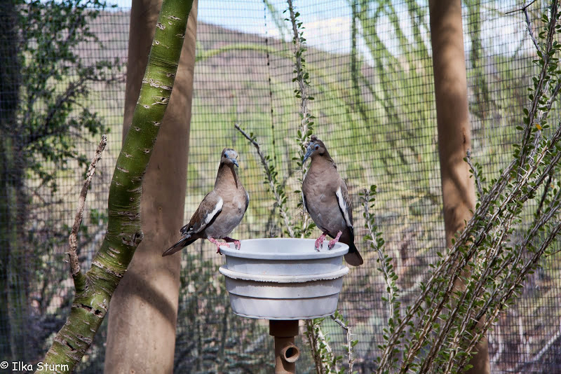 Arizona Sonora Desert Museum