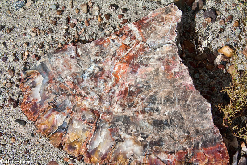 Petrified Forest National Park