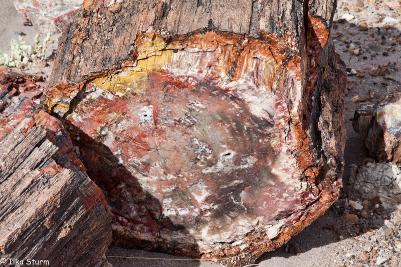 Petrified Forest National Park