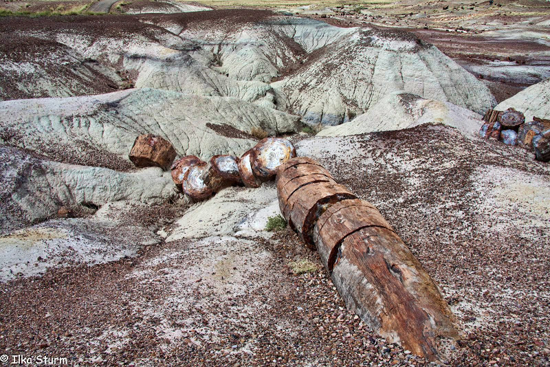 Petrified Forest National Park