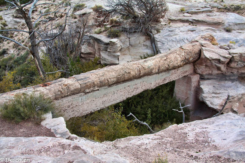 Petrified Forest National Park