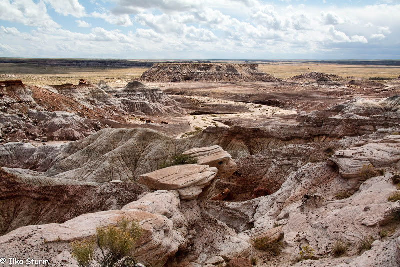 Petrified Forest National Park