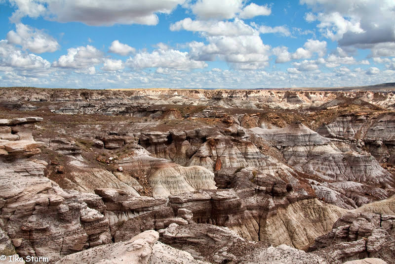 Petrified Forest National Park