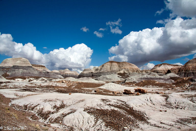 Petrified Forest National Park