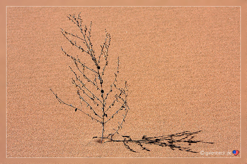 Kelso Dunes Mojave National Preserve