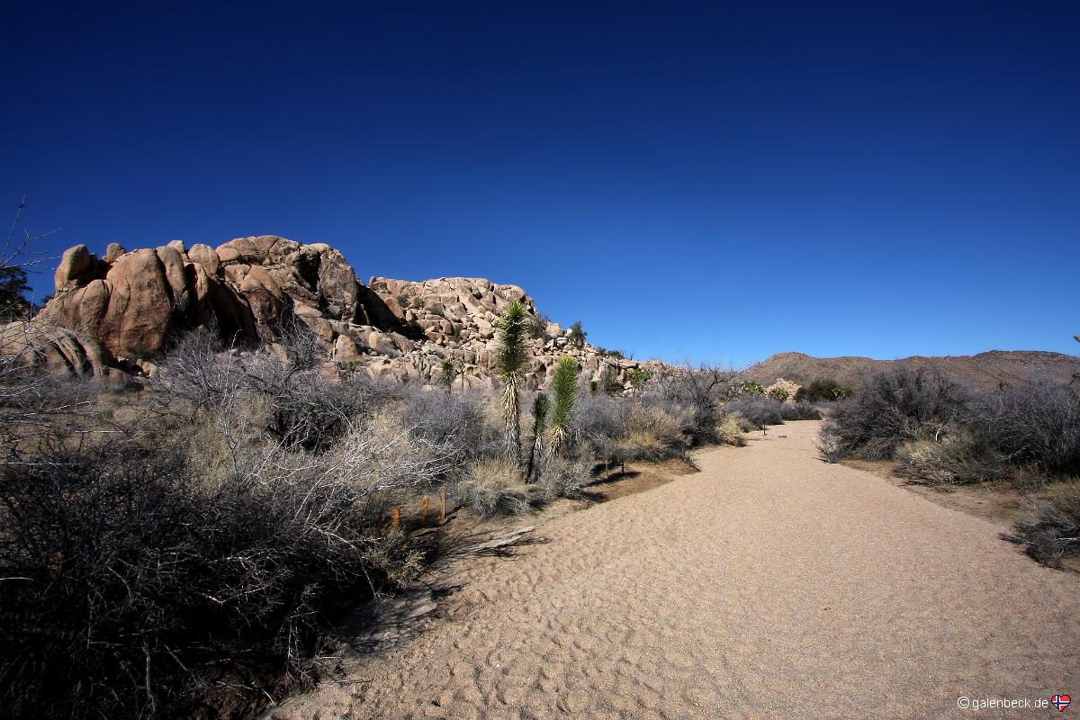 Joshua Tree National Park