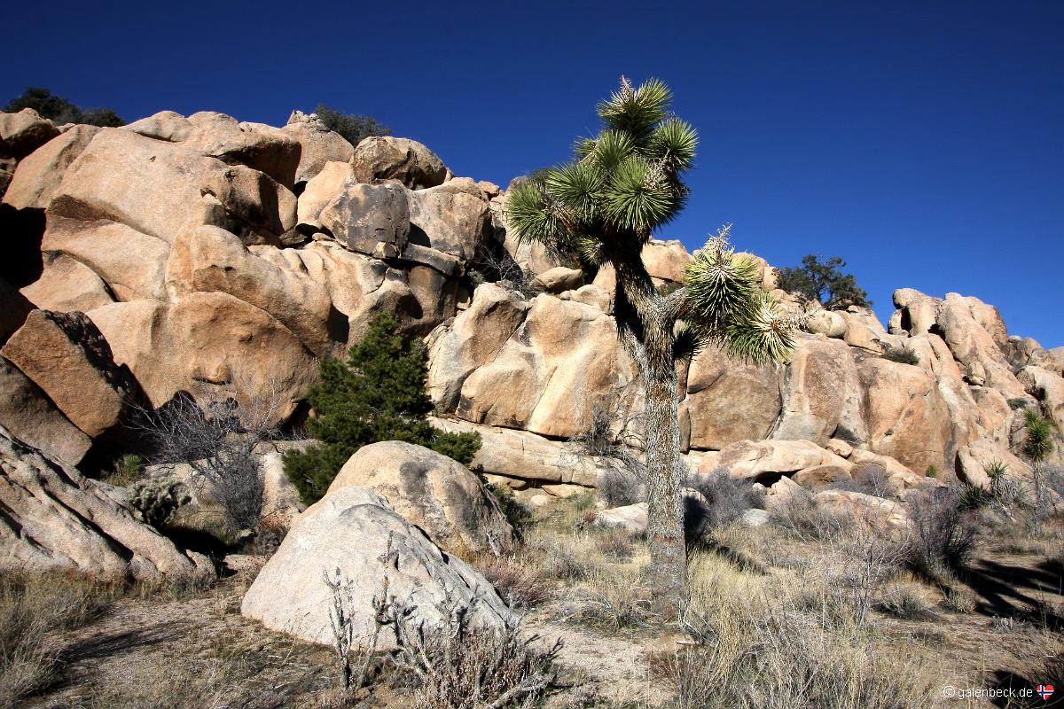 Joshua Tree National Park