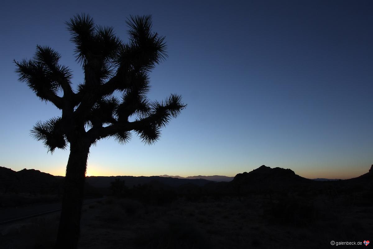 Joshua Tree National Park