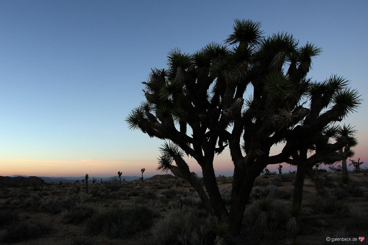 Joshua Tree National Park