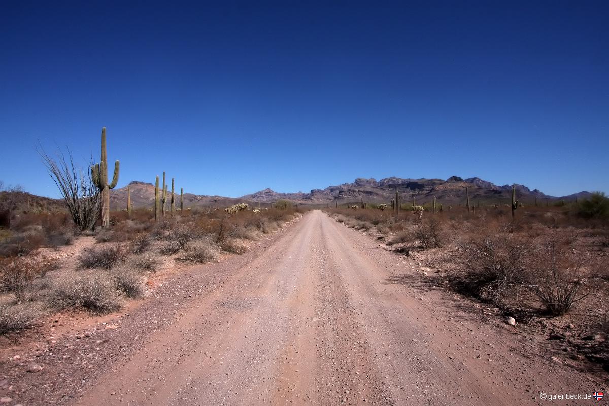 Organ Pipe Cactus National Monument