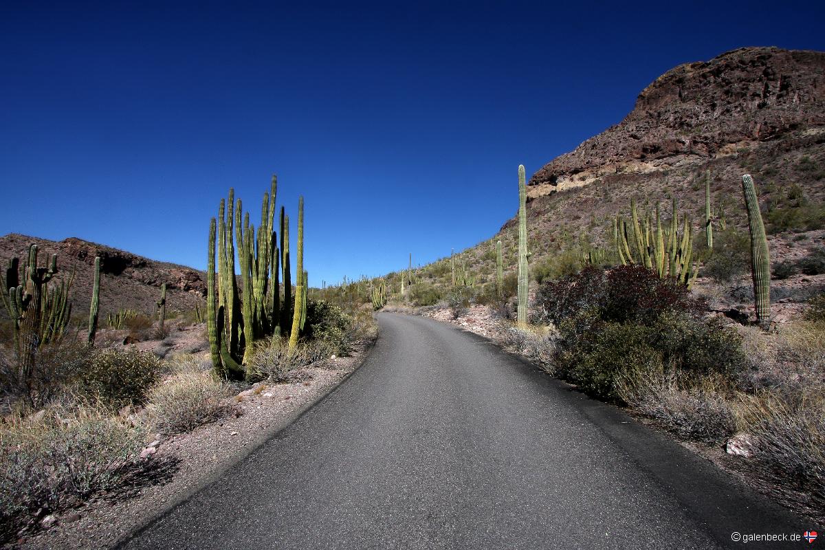 Organ Pipe Cactus National Monument