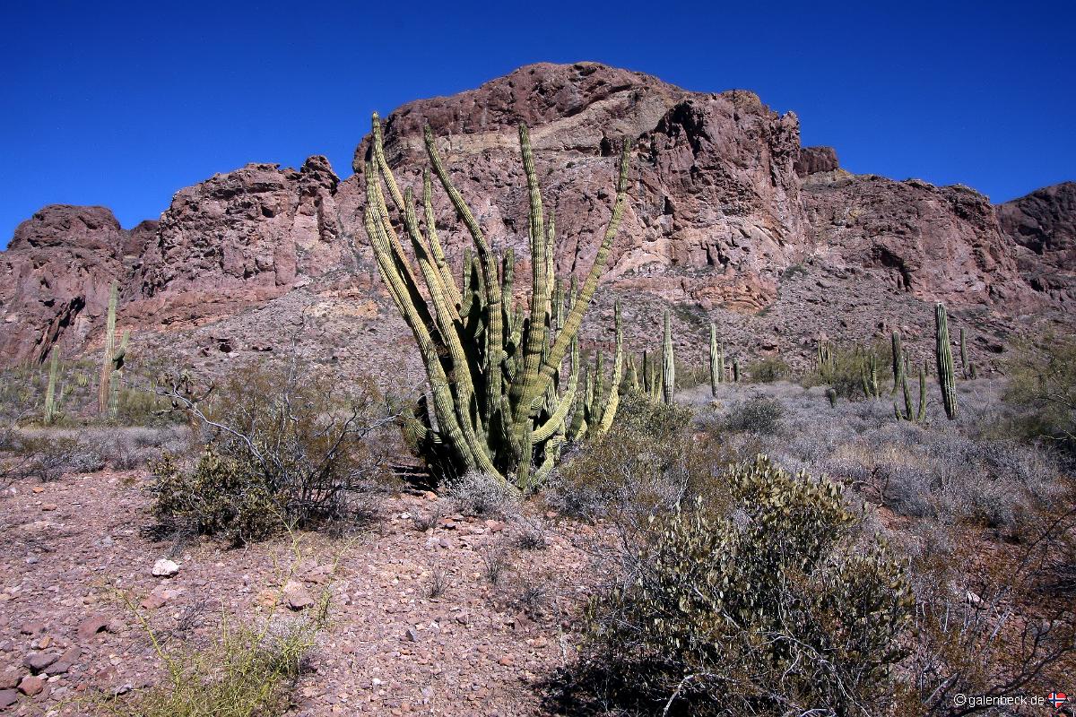 Organ Pipe Cactus National Monument