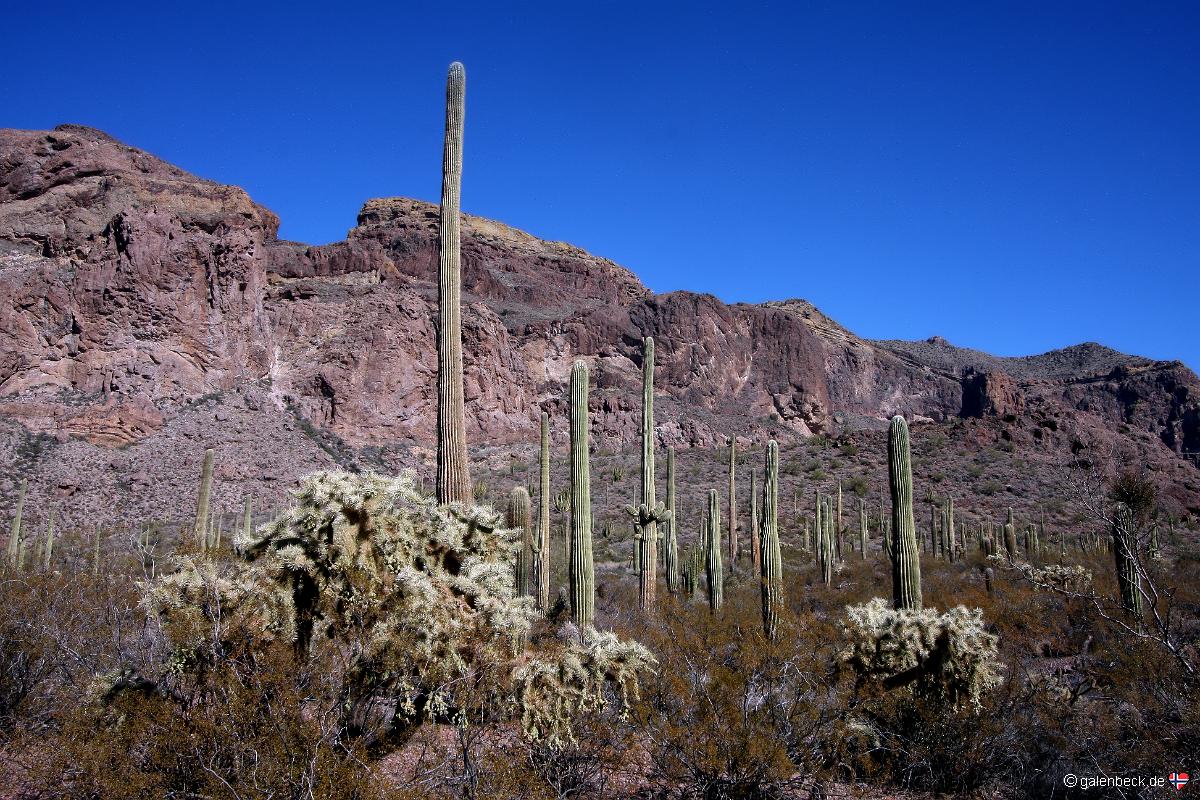 Organ Pipe Cactus National Monument