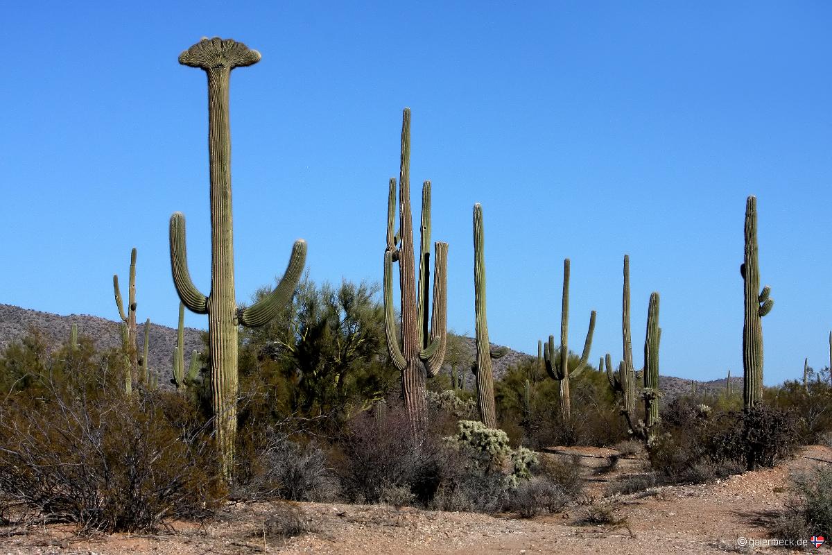 crested saguaro