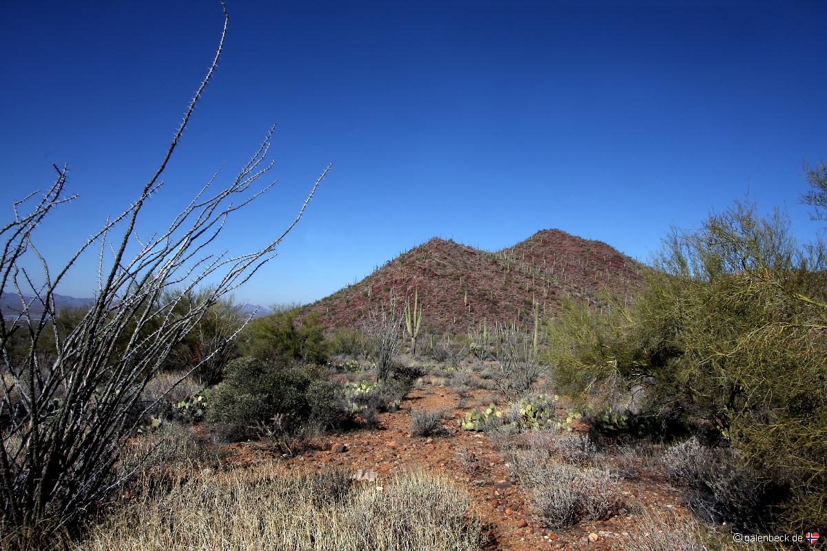 Saguaro National Park West