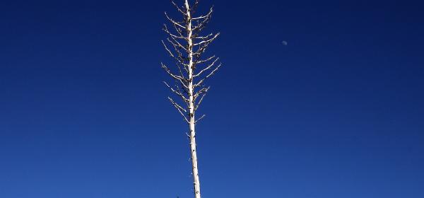 37