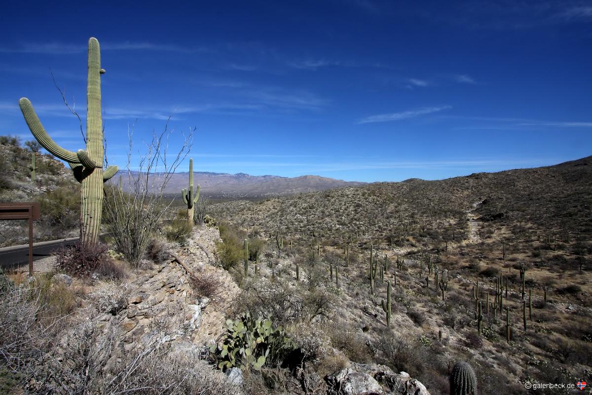 Saguaro National Park Ost