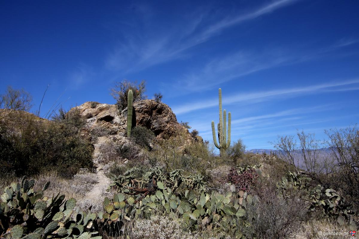 Saguaro National Park Ost