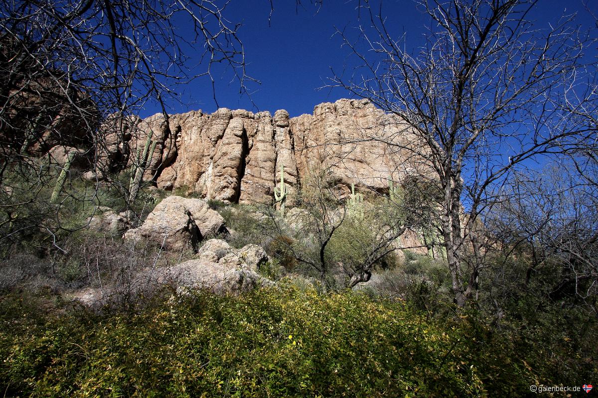 Boyce Thompson Arboretum State Park