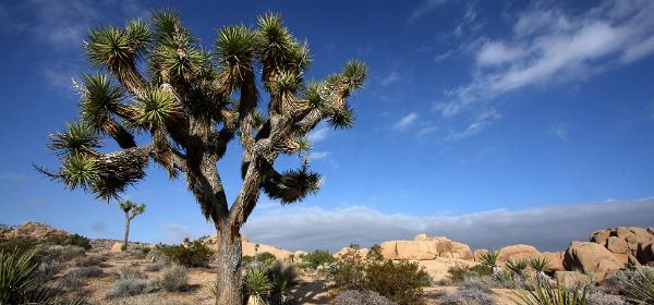 Joshua Tree National Park
