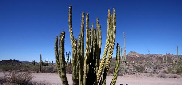 Organ Pipe Cactus National Monument
