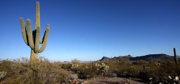 Saguaro National Park