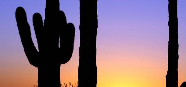 Saguaro National Park