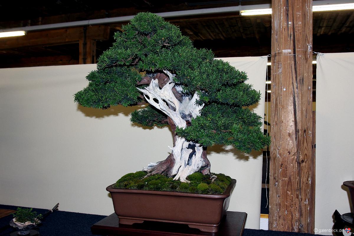 Österreichische Bonsai Nationalausstellung 2011
