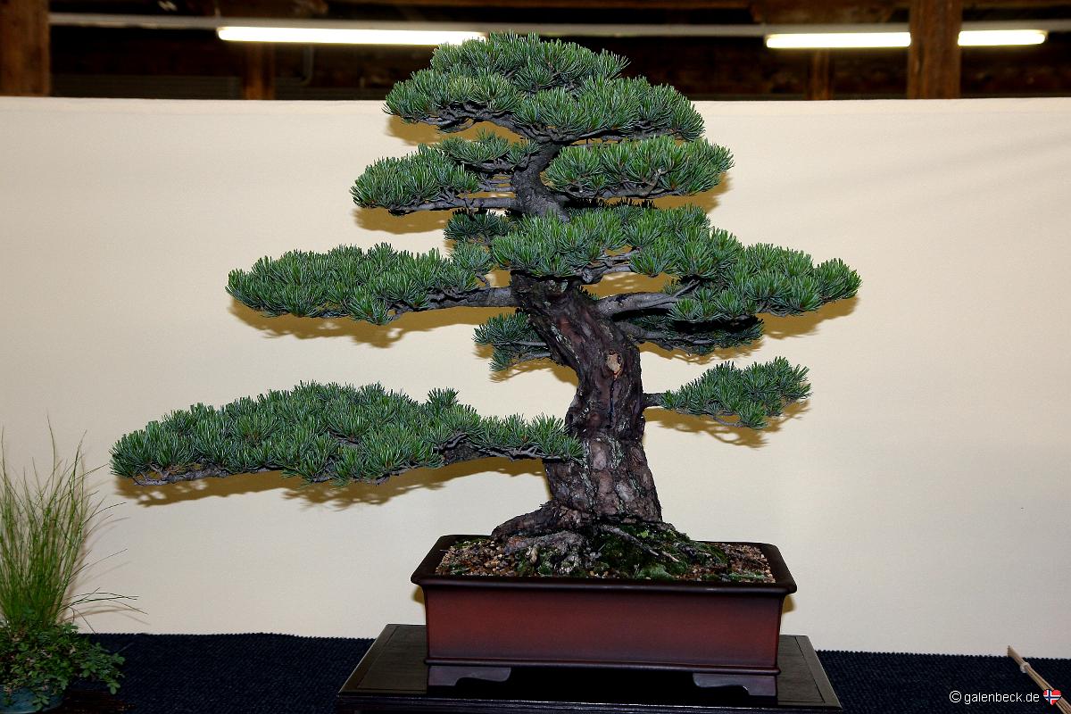 Österreichische Bonsai Nationalausstellung 2011