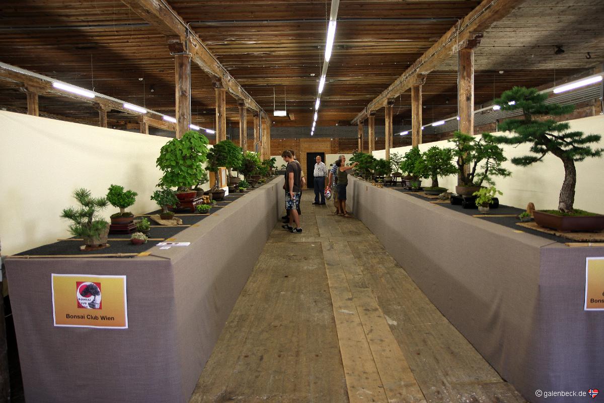 Österreichische Bonsai Nationalausstellung 2011