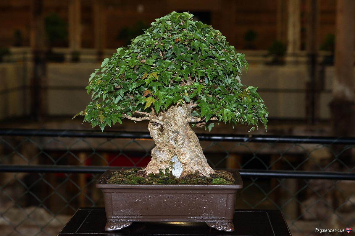 Österreichische Bonsai Nationalausstellung 2011