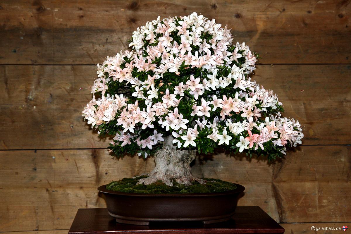 Österreichische Bonsai Nationalausstellung 2011
