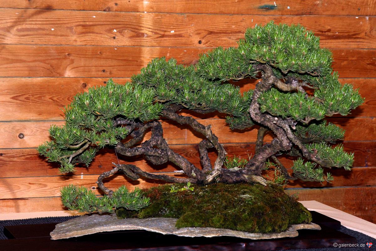 Österreichische Bonsai Nationalausstellung 2011