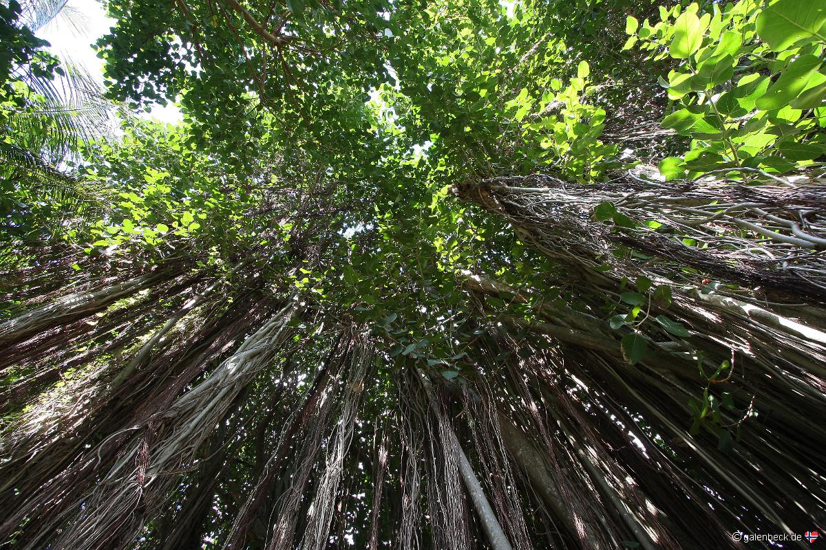 The Kampong of the National Tropical Botanical Garden