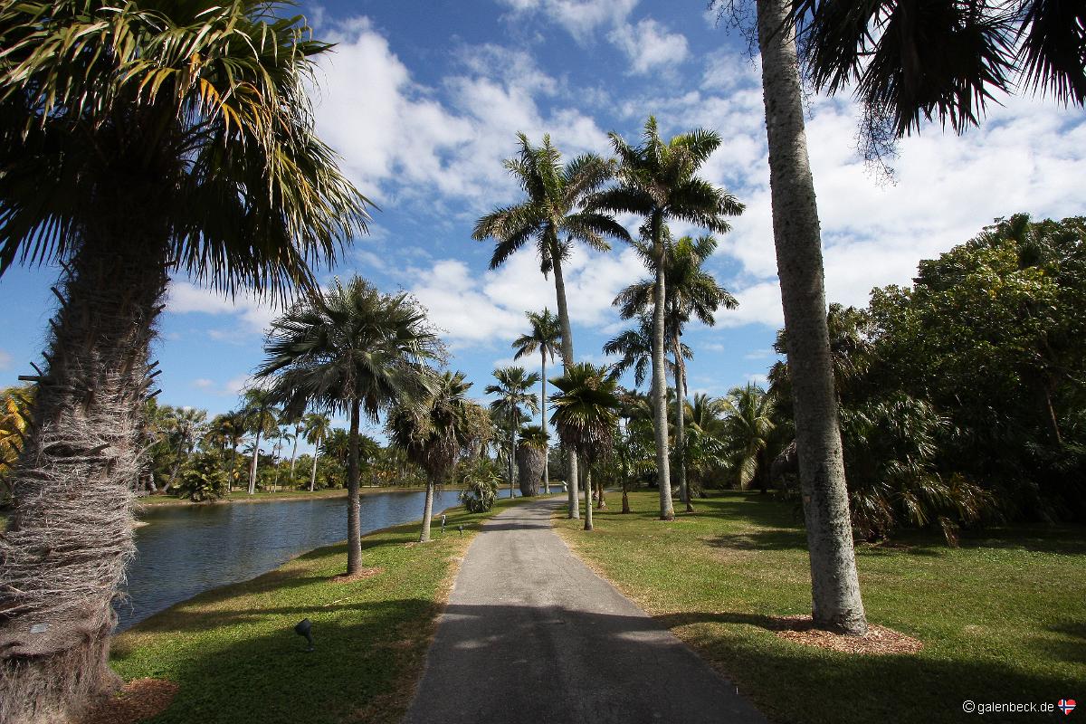 National Palm Collection