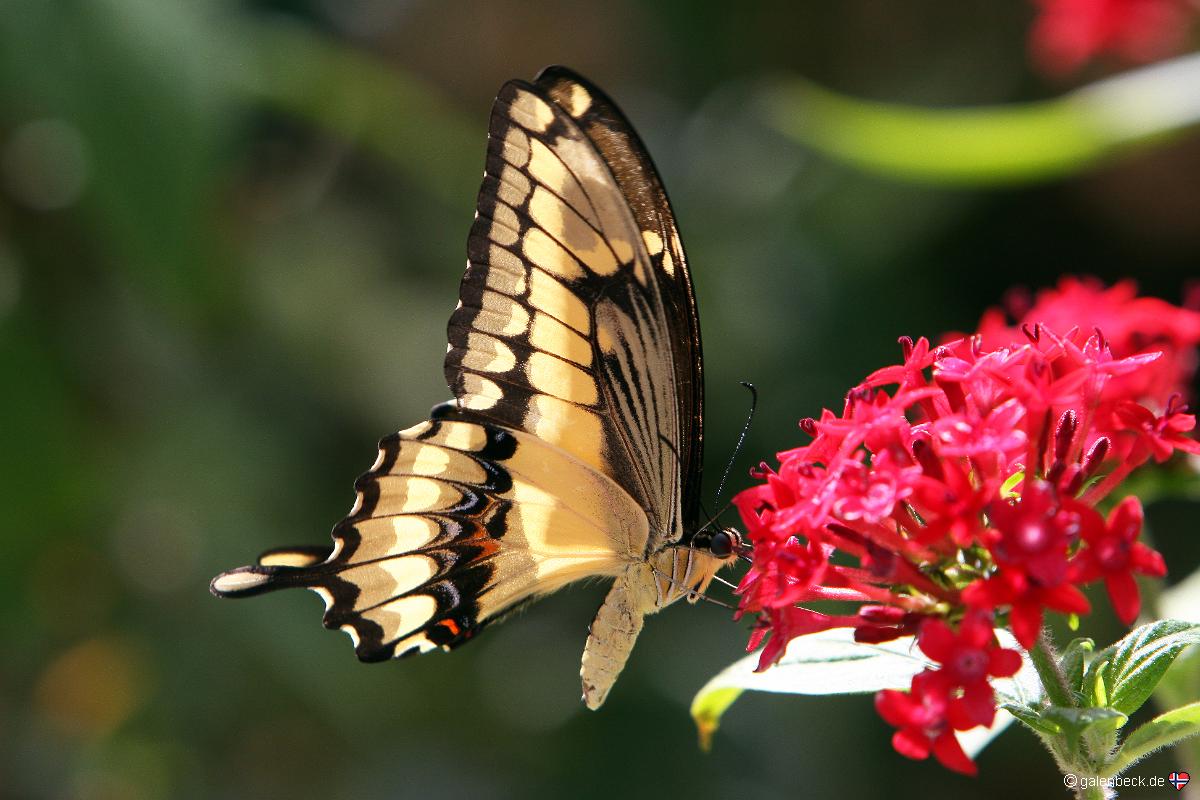 Butterfly World Florida