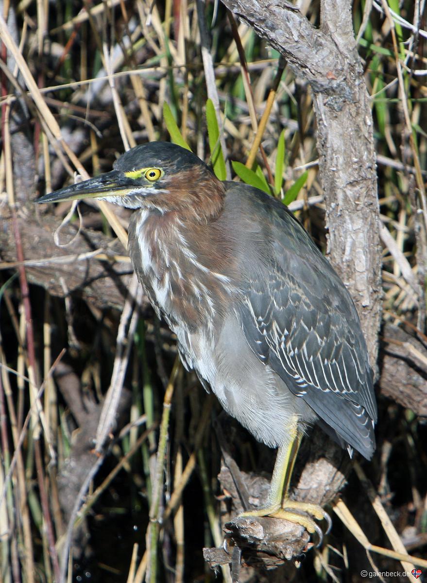 Anhinga Trail