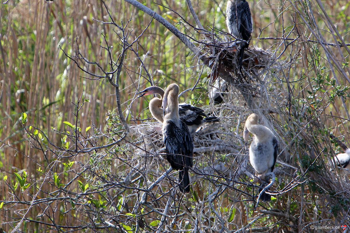 Anhinga Trail