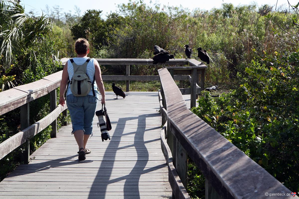 Anhinga Trail
