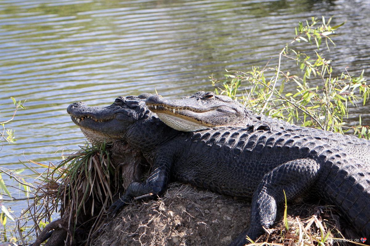 Everglades National Park