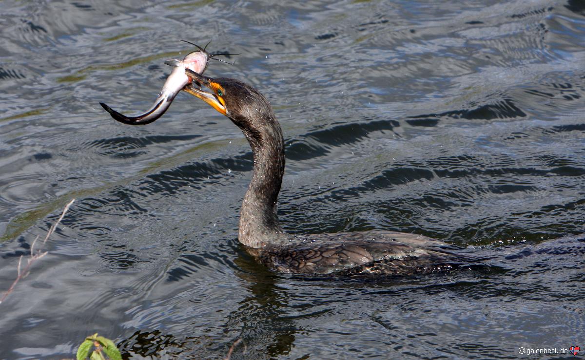 Schlangenhalsvogel